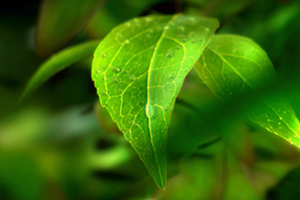 世界環(huán)境日 | 守衛(wèi)凈土 綠色前行 招商交科下屬招商生態(tài)專注生態(tài)環(huán)保，共創(chuàng)美好生活